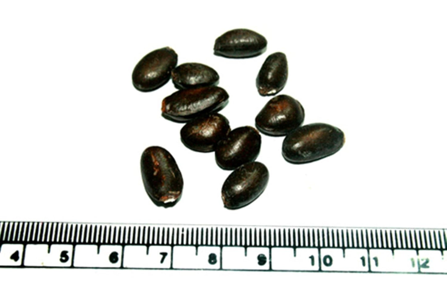 Rare Red Custard Apple Annona Reticulata Bullocks Heart Fruit 15 seeds for Growing