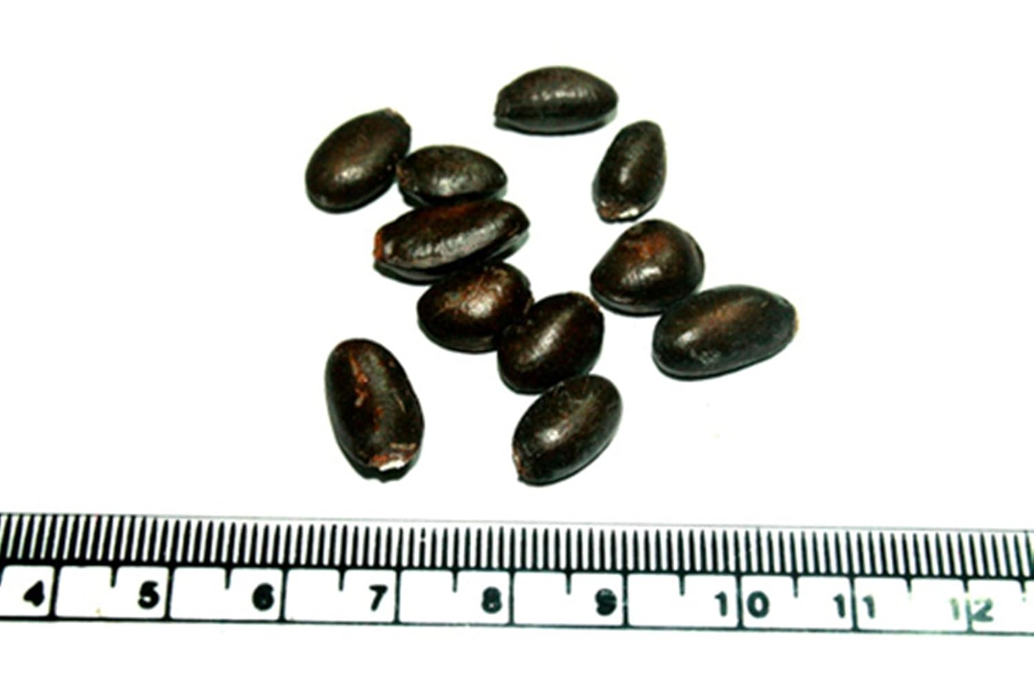 Rare Red Custard Apple Annona Reticulata Bullocks Heart Fruit 15 seeds for Growing