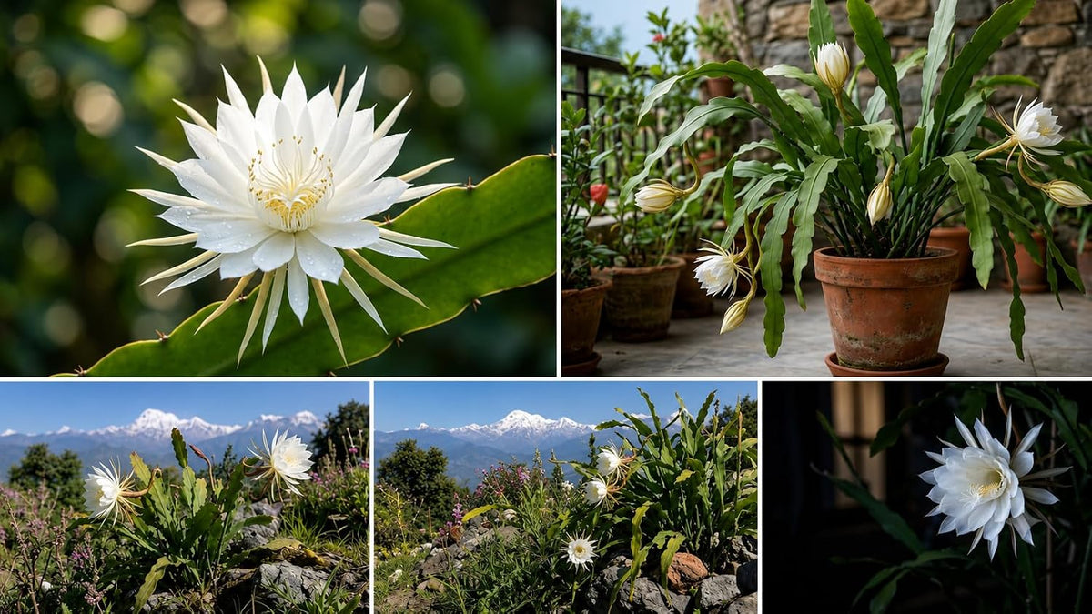 Seeds Ville Brahma Kamal Epiphyllum Oxypetalum Live Plant