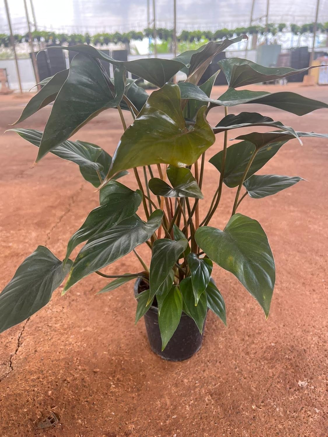 Garden Art Live Plant Homalomena Rubescens (Queen Of Hearts-Maggie) Live Plant With 4inch Nursery Plastic Pot for Home, Office,Garden Decor