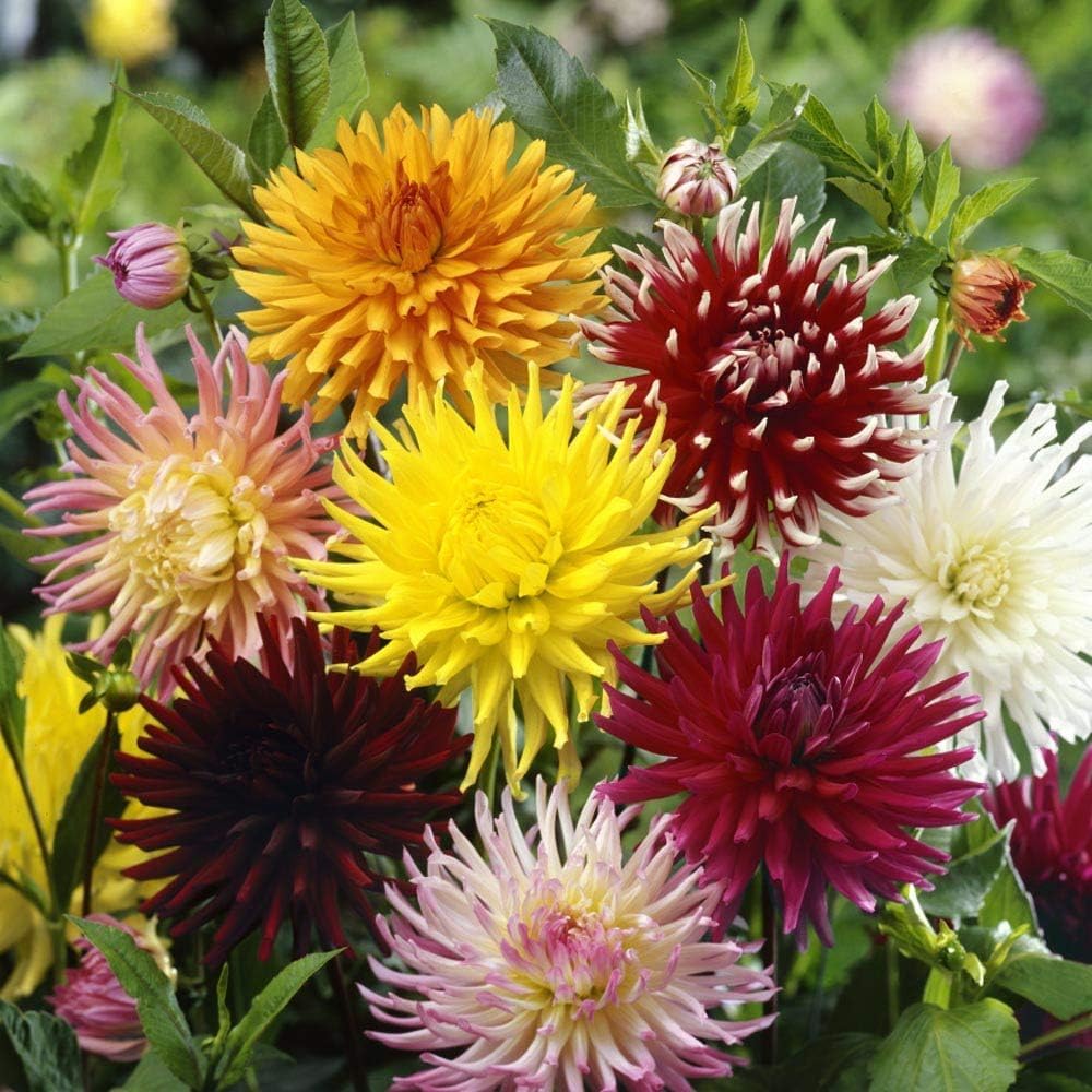 50 Seeds- All Seasons Dahlia Cactus Mixed Flower Seeds For Planting Home Garden - Seeds Ville