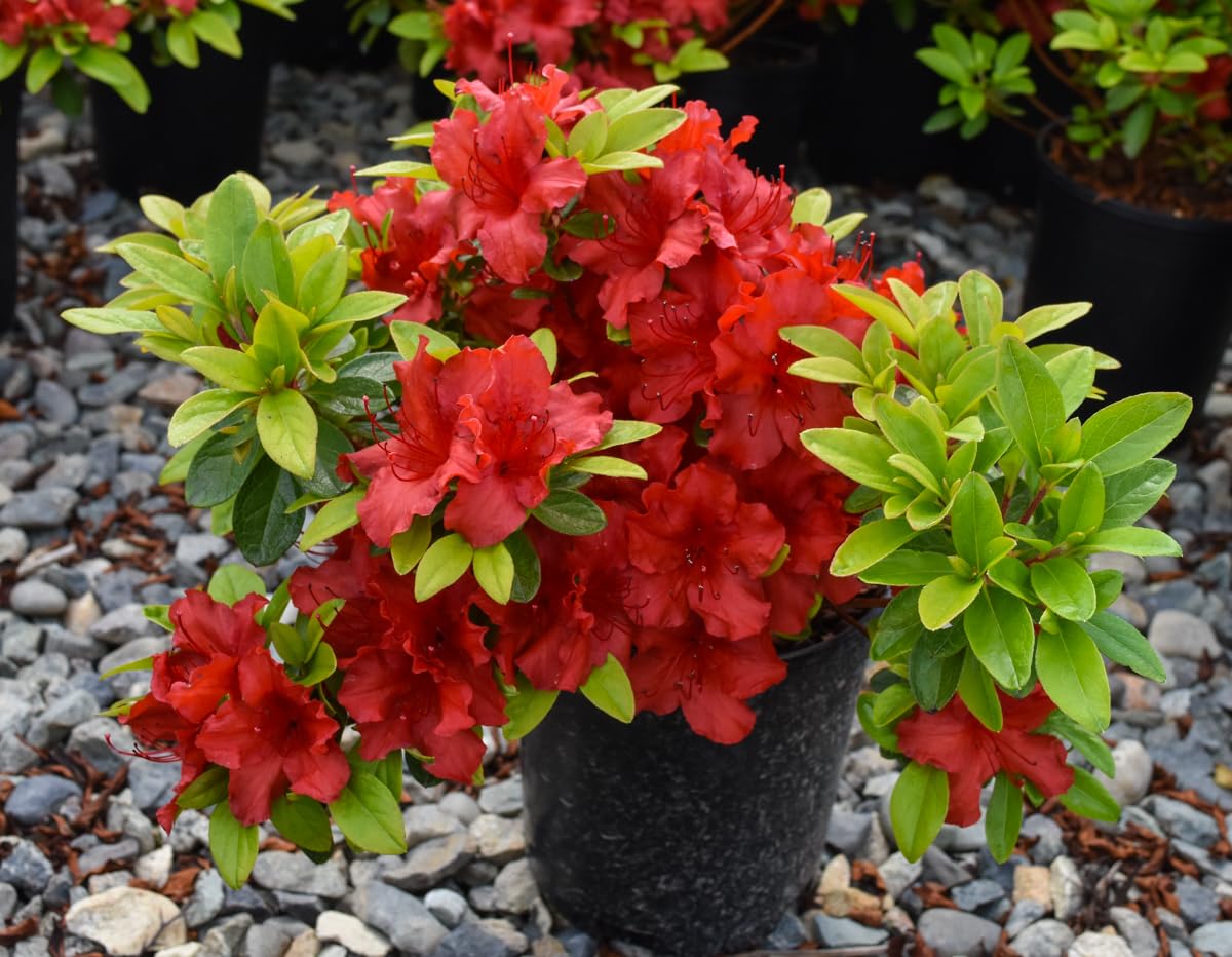 Seeds Ville Red Azalea Flowering Live Plant for Home Garden