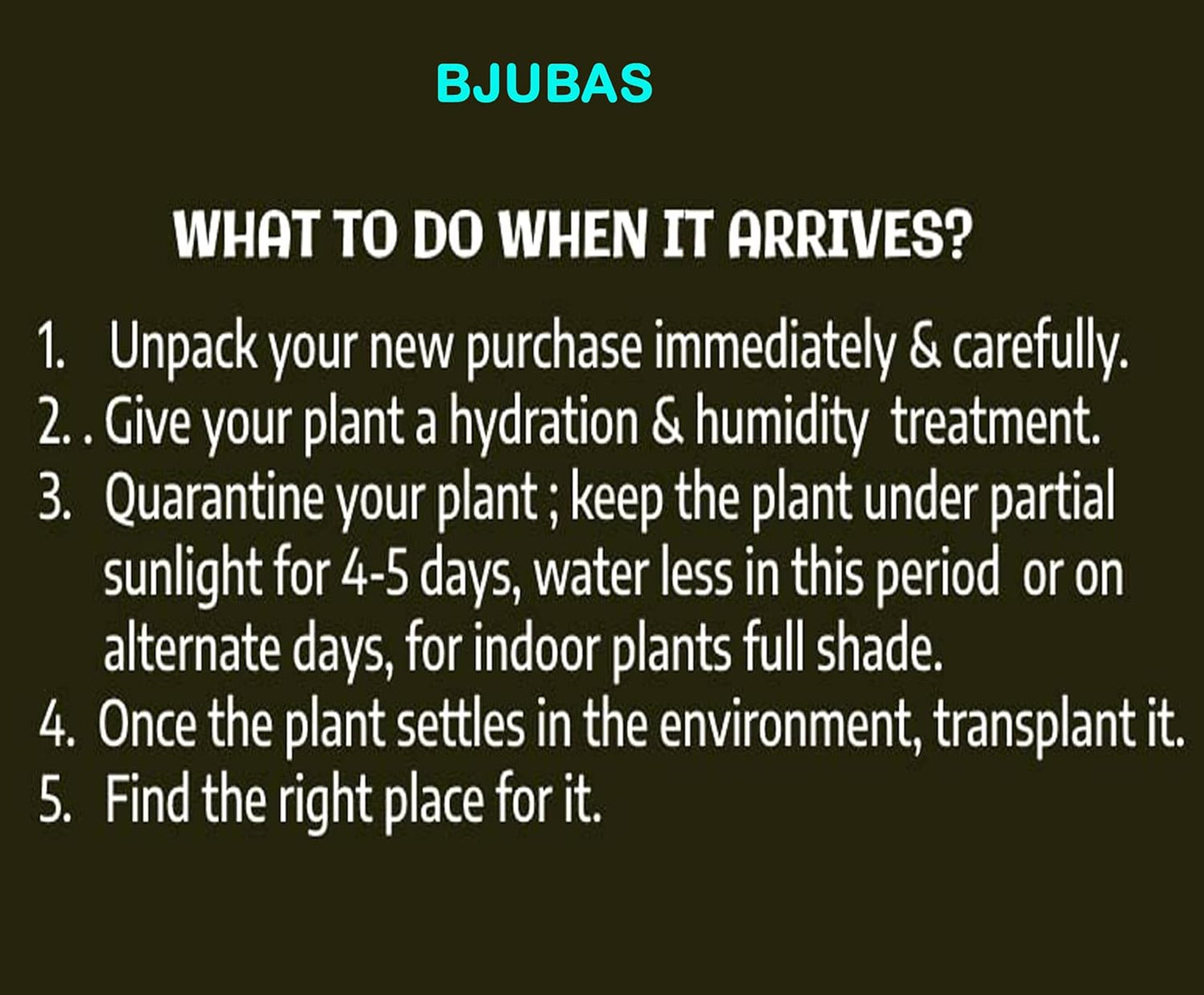 Dwarf Thai guava plant live pack of 1 (5 month fruit coming) 100%