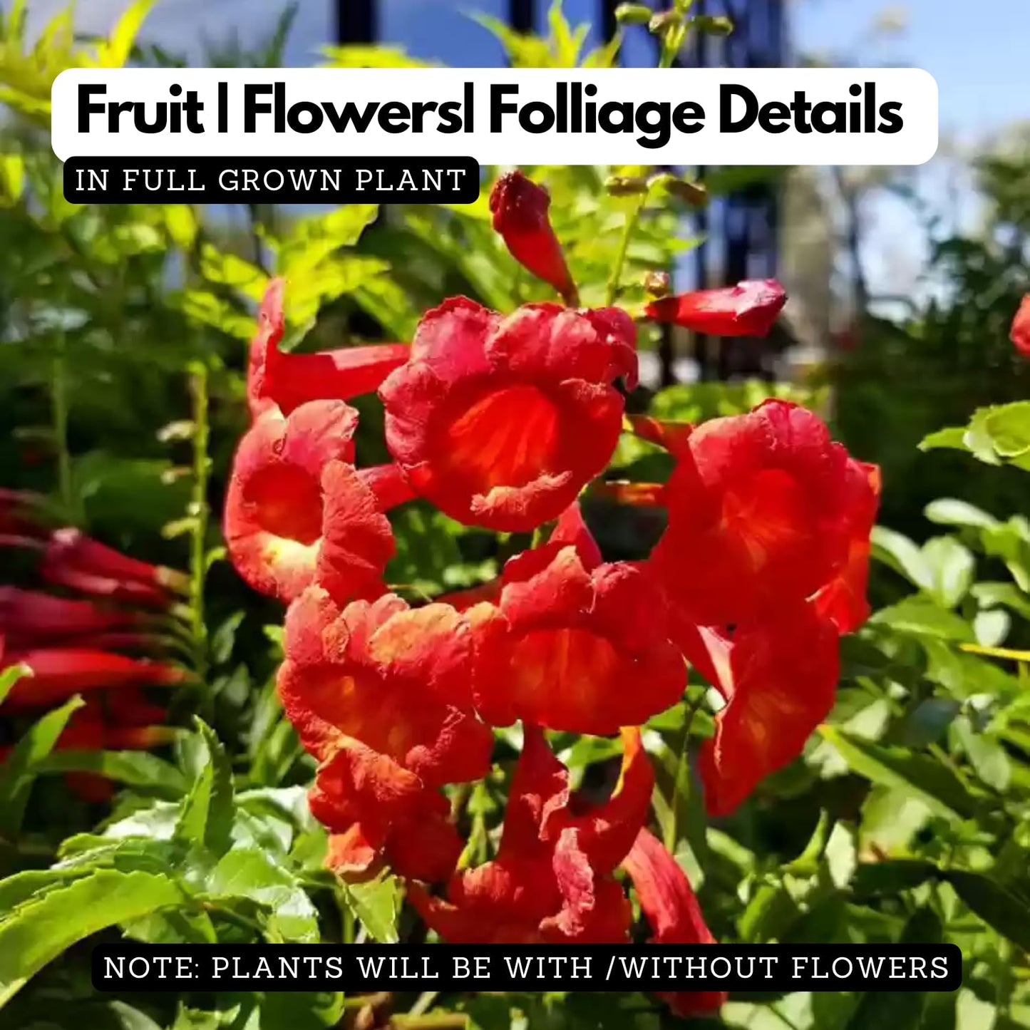 Hug A Plant | Red Tecoma/The Cape Honeysuckle (Tecoma capensis) Flowering/Ornamental Live Plant (Home & Garden)