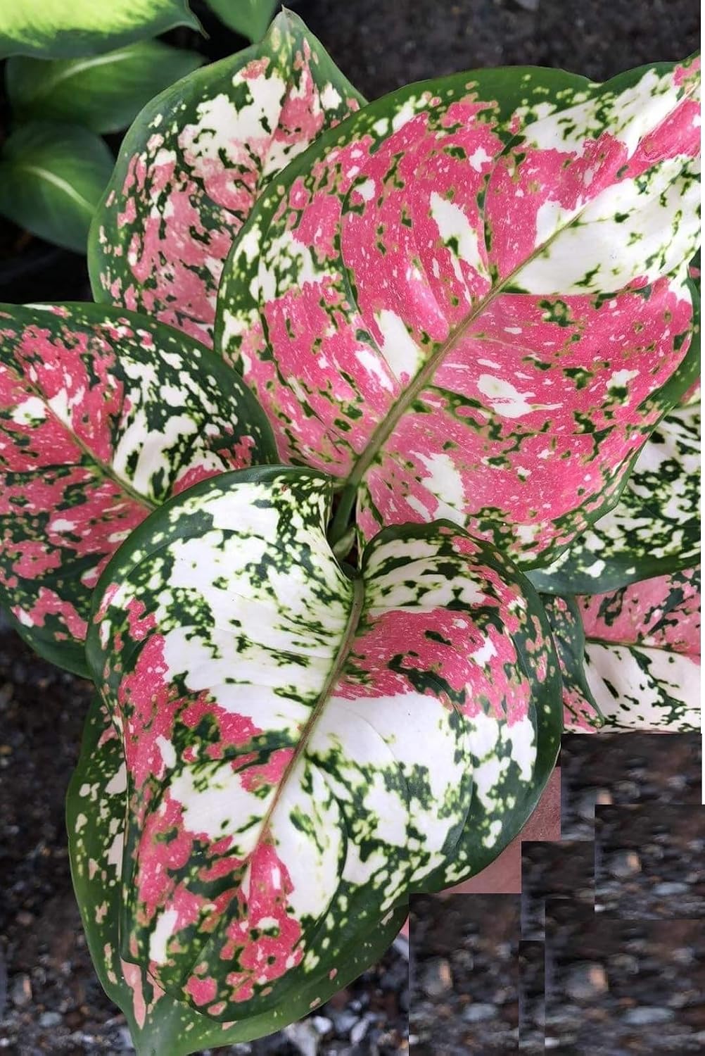Seeds Ville Aglaonema Tricolour Live Plant in Pot Indoor Decor