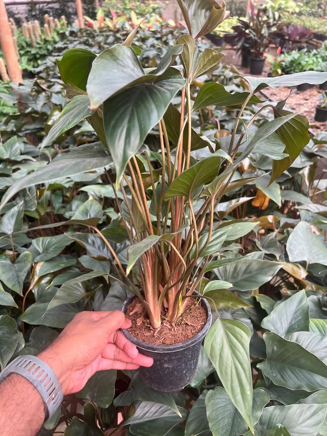 Garden Art Live Plant Homalomena Rubescens (Queen Of Hearts-Maggie) Live Plant With 4inch Nursery Plastic Pot for Home, Office,Garden Decor