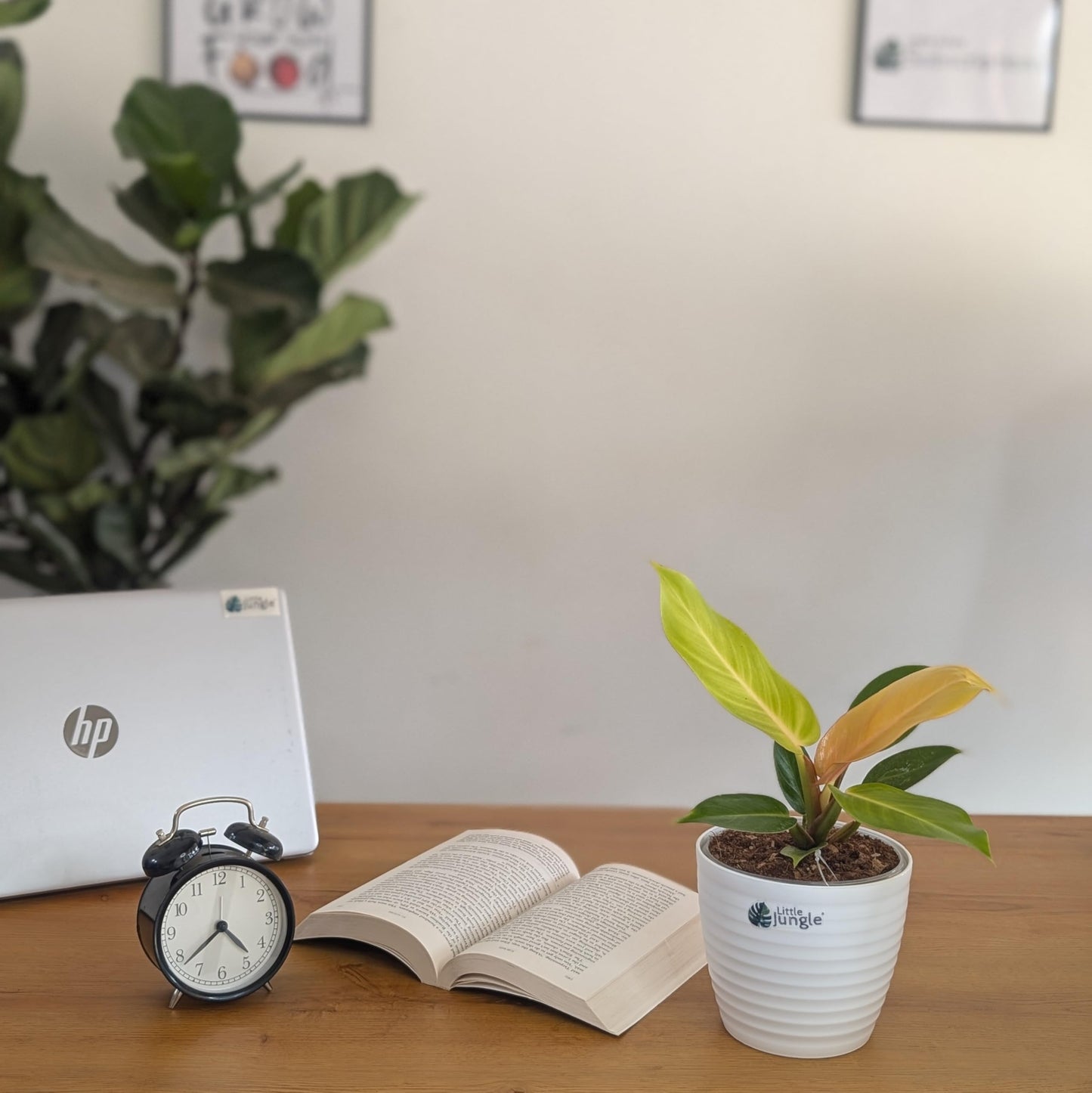 LittleJungle Philodendron Micans - Live Plant with 5.5 Inches White Decor Pot | Indoor Plants For Home | Live Plants Indoor | Air Purifying Plant | Live Plant With Pot For Home Decor |