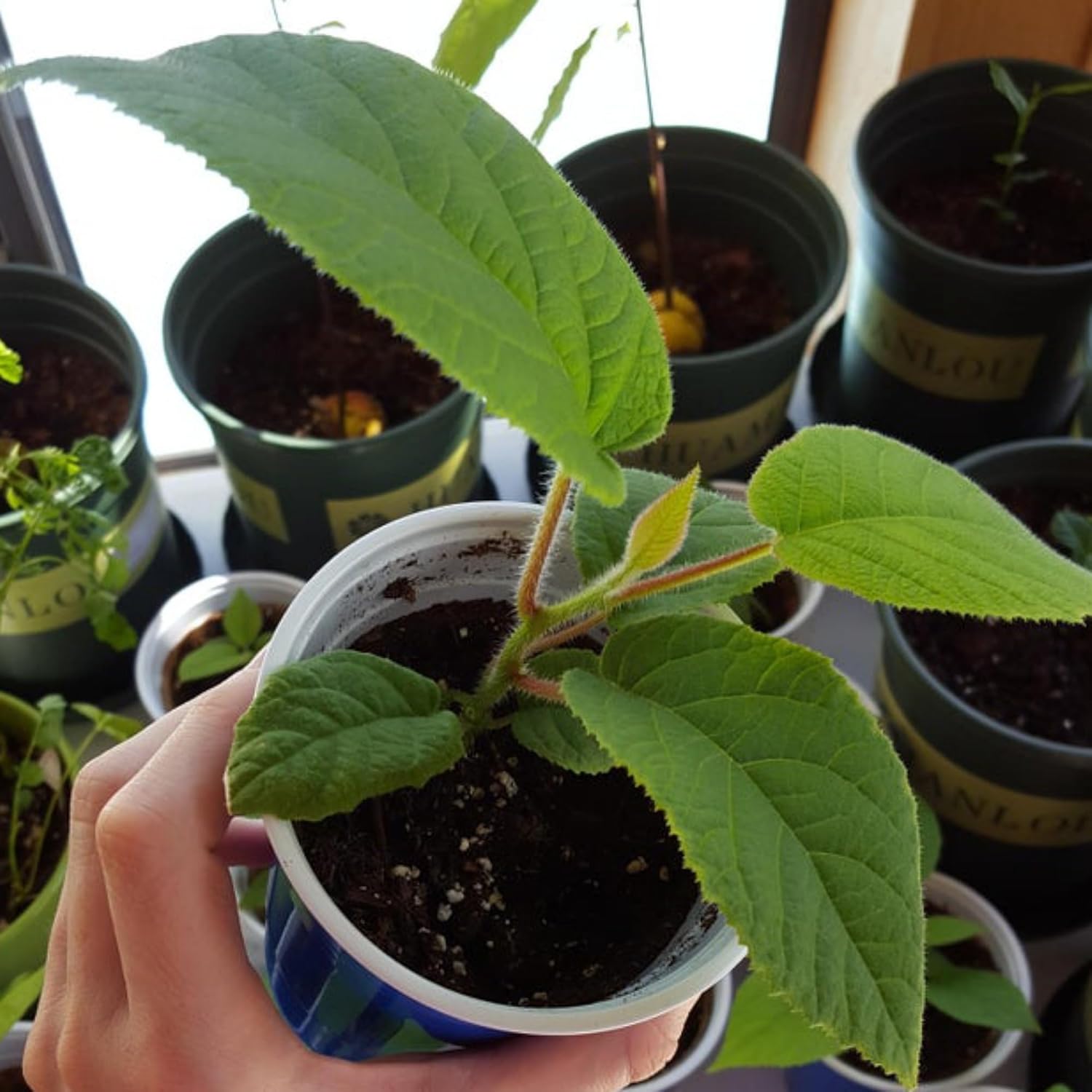 Kiwi Plant – Live Grafted Fruit Vine for Home Garden | Cold-Hardy, Fast-Growing Climber in Pot | Organic Kiwi Sapling (1)