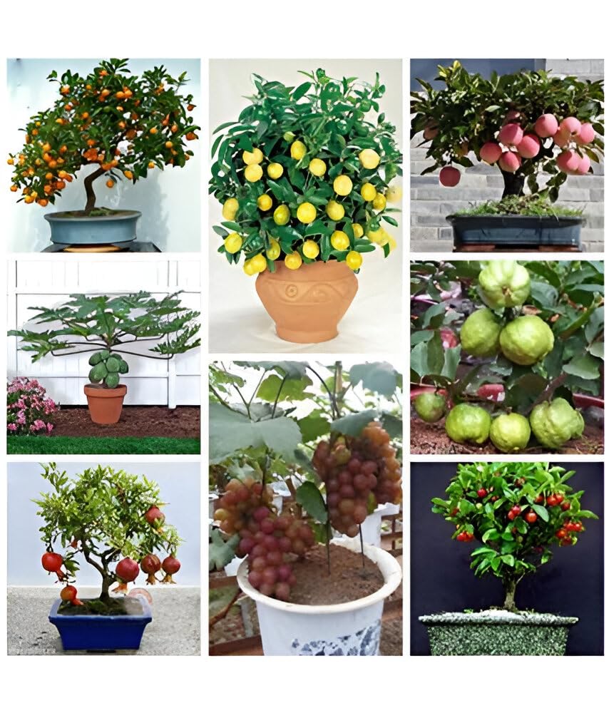 8 Variety Dwarf Fruit Seeds Combo Pack- (Apple, Orange, Lemon, Guava, Watermelon, Grapes, Papaya, Pomegranate) - 5 Seeds of Each - Seeds Ville