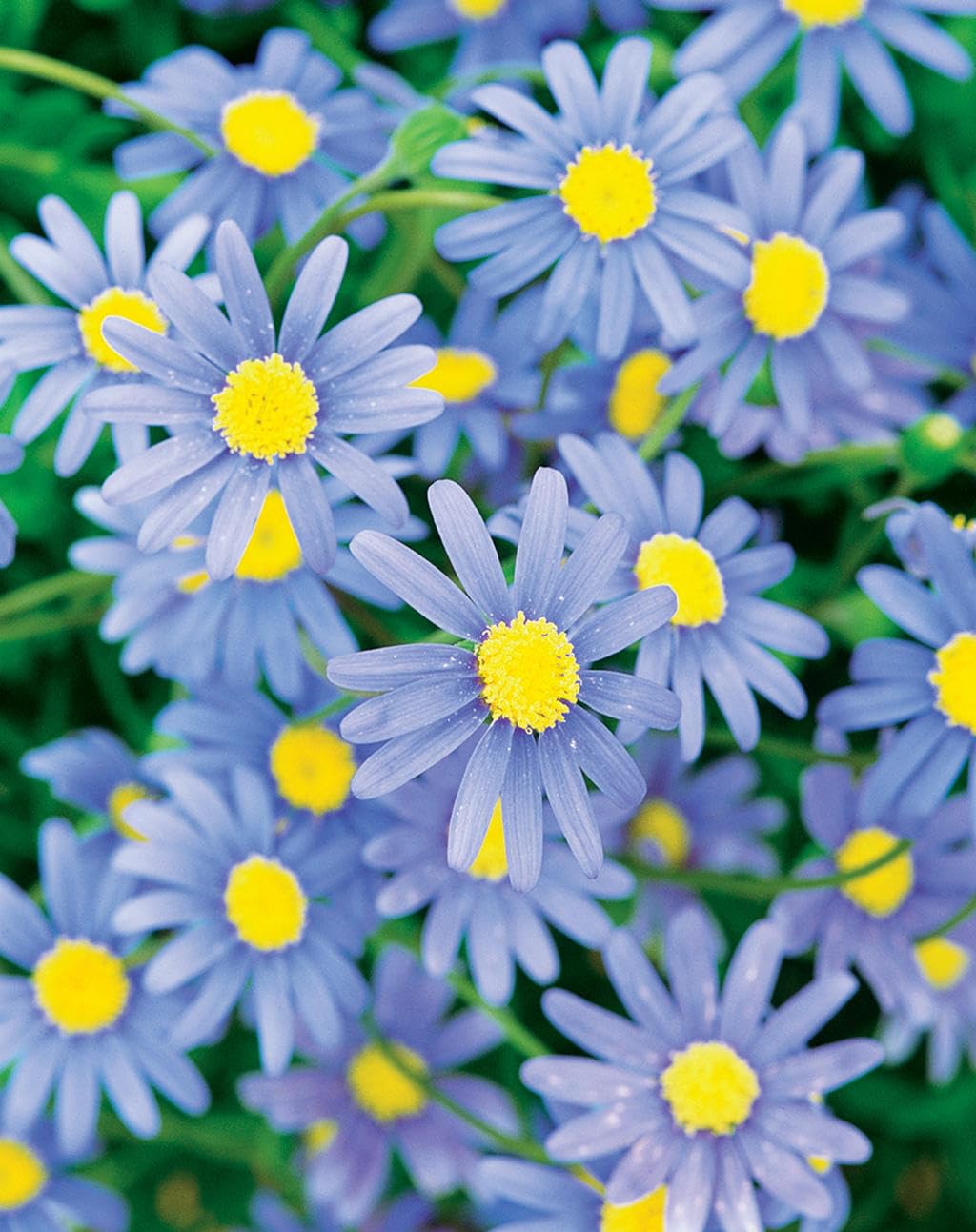 50 Seeds- Felicia Blue Daisy Flower Seeds For Platning, Grow Year Round. - Seeds Ville