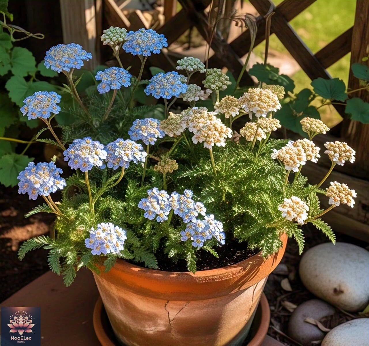 100+ SEEDS- All Seasons Yarrow Flower Mix Seeds - Easy to Grow, Year-Round Bloom, Vibrant Colors - Seeds Ville
