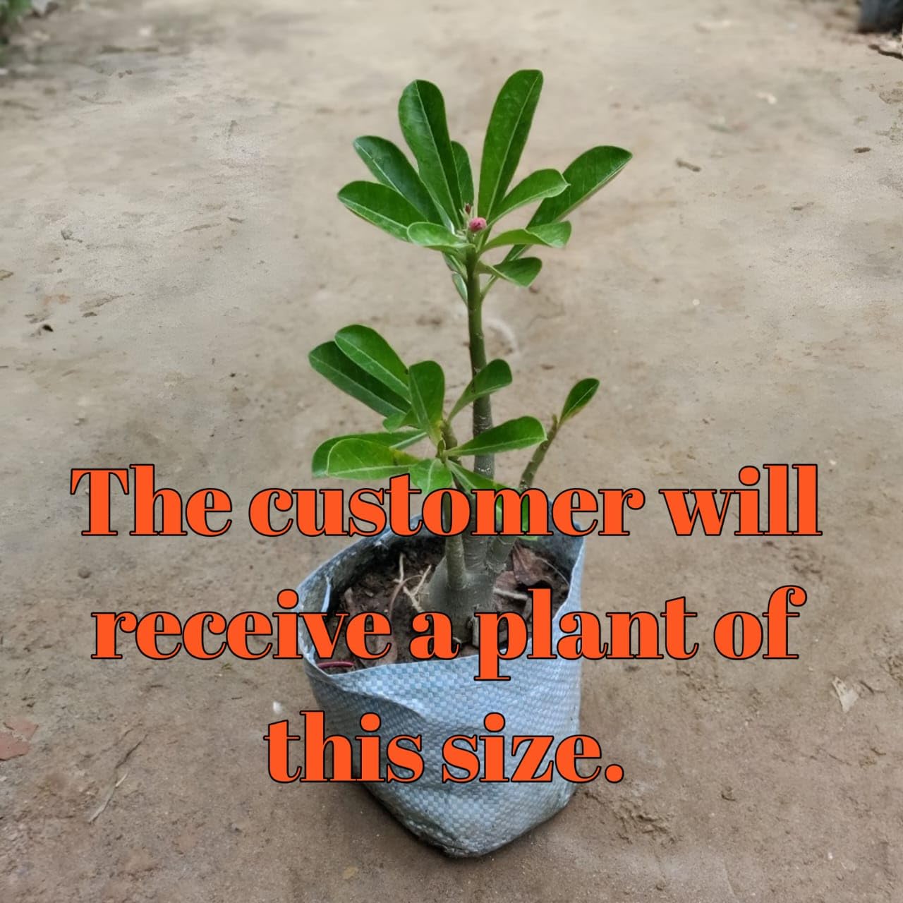 Rosy Adenium/Desert Rose Flower Live Plant Indoor Bonsai (Desert Rose) (1 Live Bonsai Plant) Without pot:.. Small plant