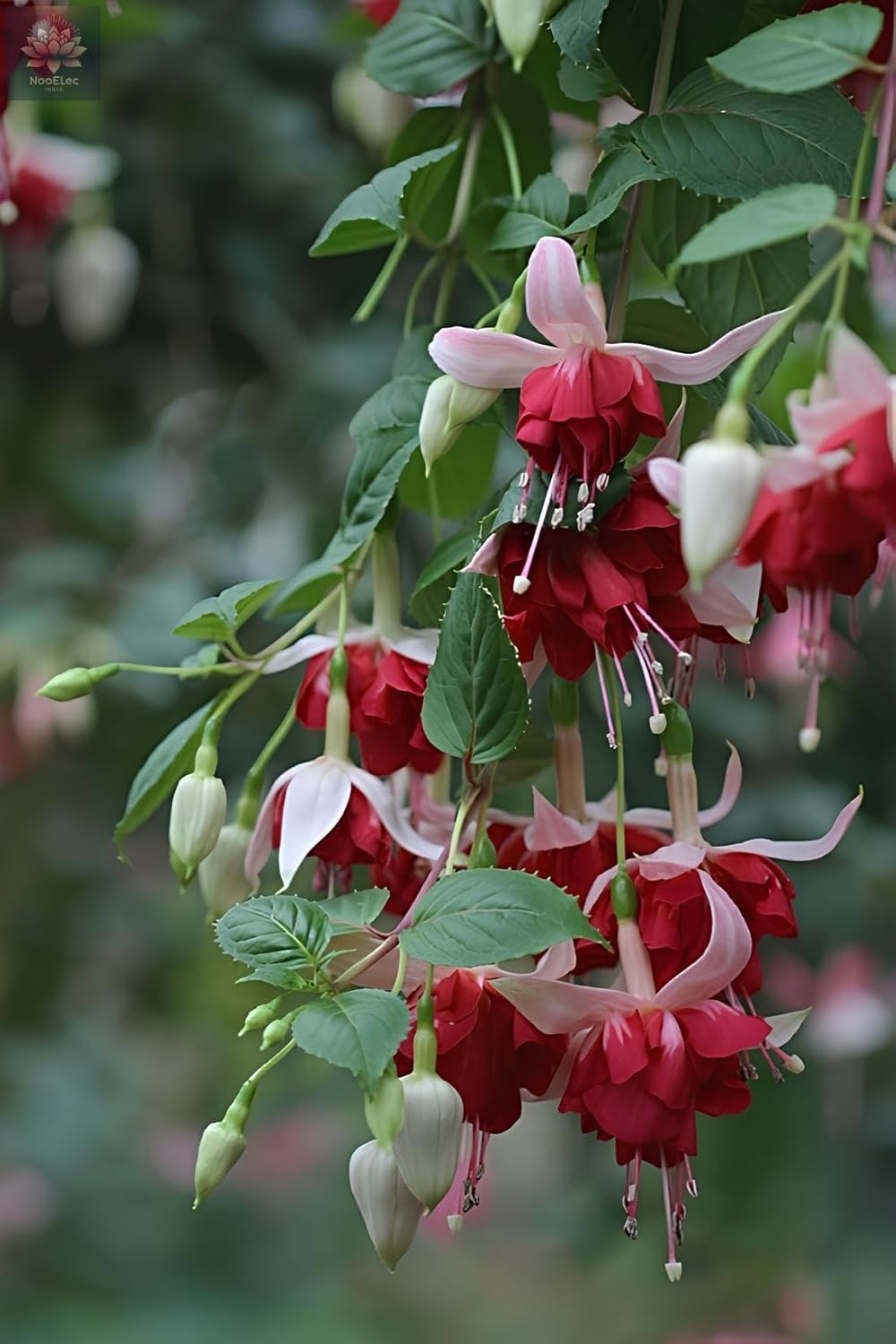 Fuchsia Dancing Doll Flower Seeds (Pack of 100) - Easy to Grow Exotic Flowering Plants for Home Garden - Suitable for All India Climate