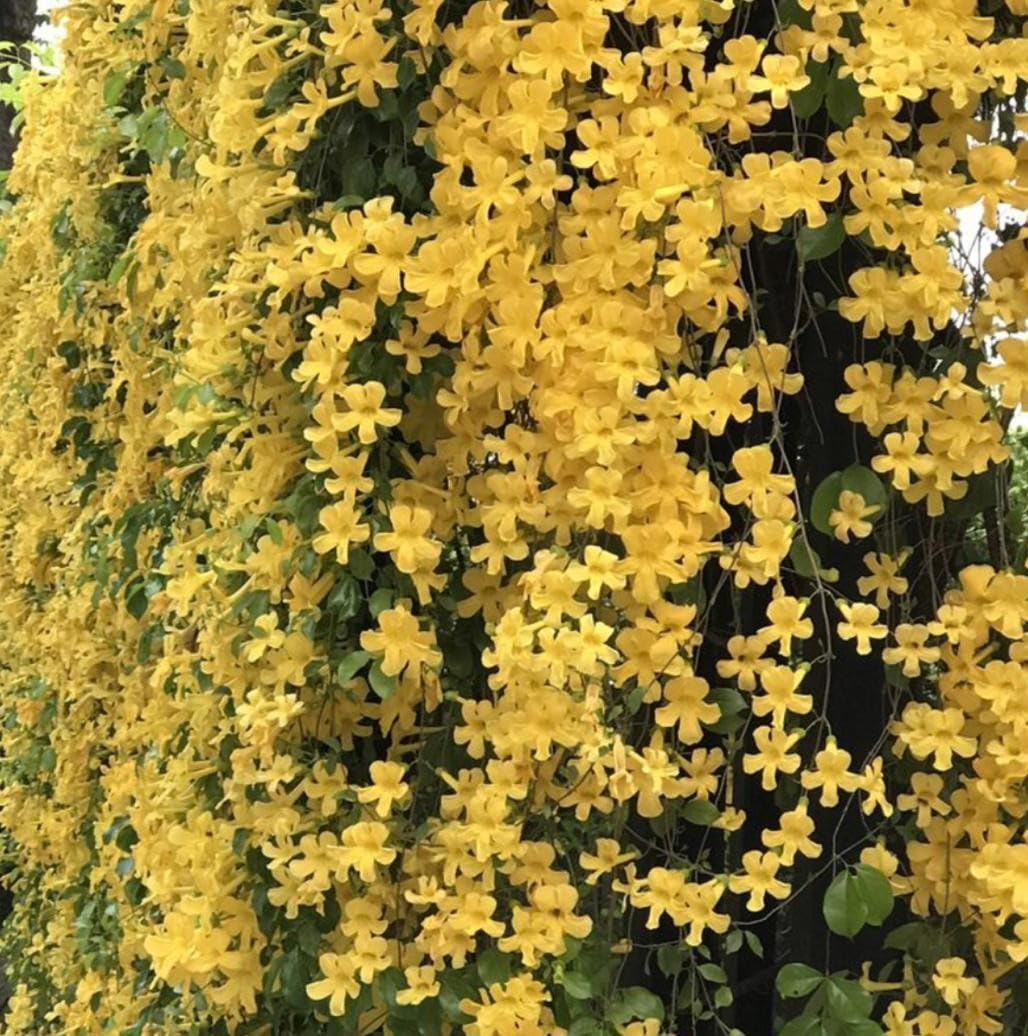 Cat's Claw Live Creeper Flower Plant | Hybrid Plant | Cat's Claw Flowering Wall Creeper | Vibrant Yellow Flowering Wall Creeper for Outdoor Garden | (Dolichandra Unguis-Cati) |Bloom Yard