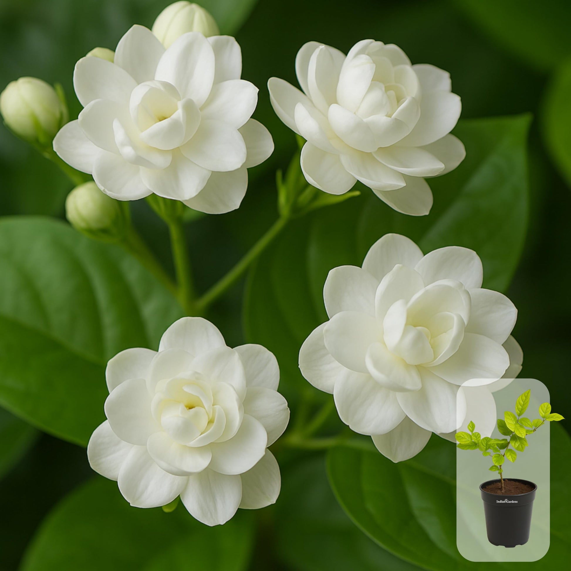 Indian Gardens - 5 Layer/Arabian Jasmine Jasmine live plant | Indoor & Outdoor Plant | sambac White | 4 inch (Min : 2)
