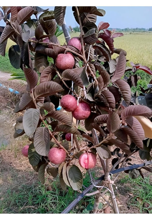 Red Guava Tree with Purple Leaves, Live Fruit Plant, Tropical Garden