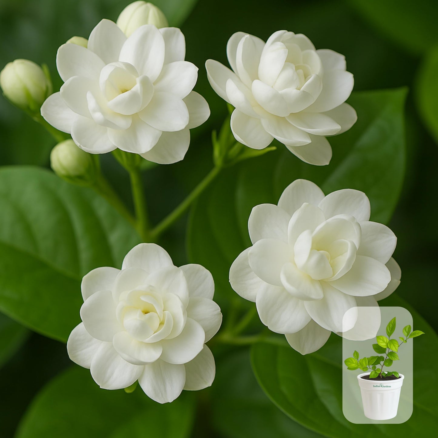 Indian Gardens - 5 Layer/Arabian Jasmine Jasmine live plant | Indoor & Outdoor Plant | sambac White | 4 inch (Min : 2)