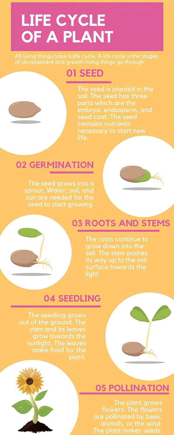 NooElec Seeds India Hybrid Sunflower Seeds (50+ Seeds Pack) - All-Season Growing, Low Maintenance