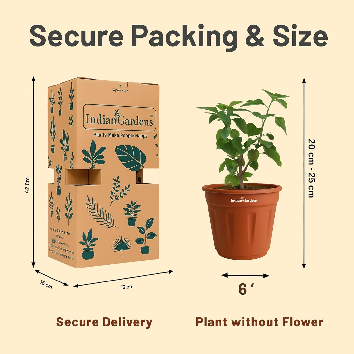 Indian Gardens - Bougainvillea Glabra live plant | Indoor & Outdoor Plant | Nyctaginaceae | Paper Flower (Yellow, 6" Terracotta)