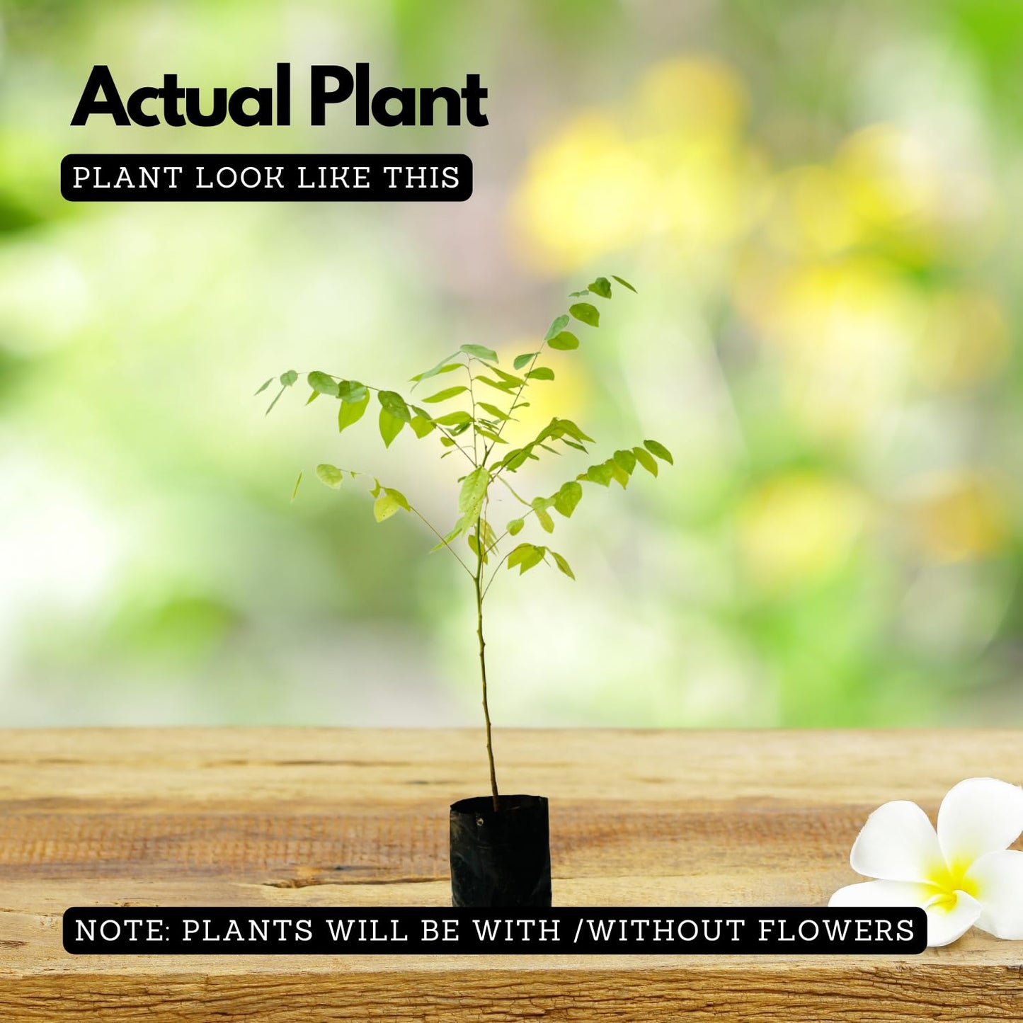 Hug A Plant | Star Gooseberry/Arinelli Fruit Live Plant (Home & Garden)