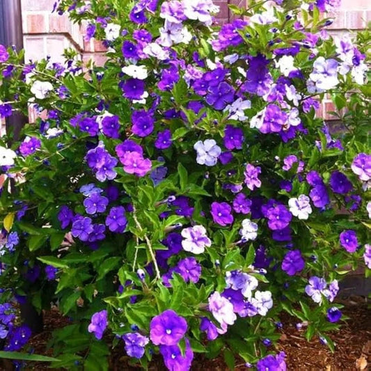Seeds Ville Yesterday Today Tomorrow Live Fragrant Flower Plant