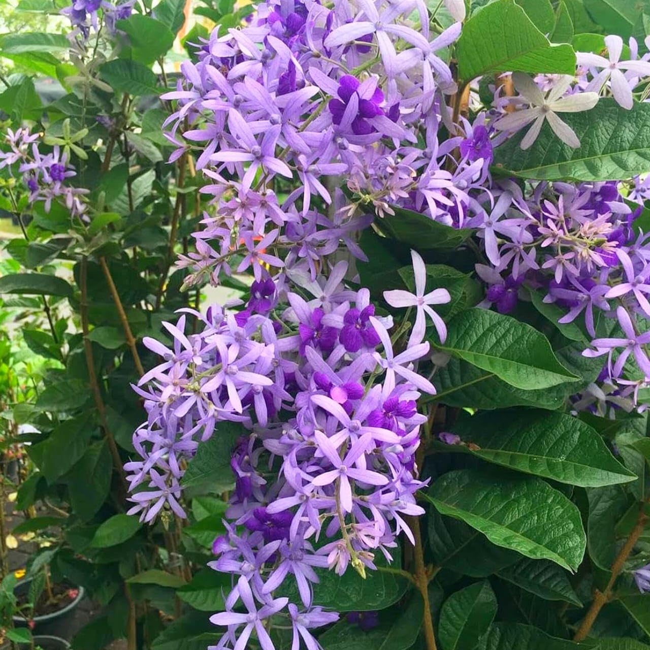 Seeds Ville Petrea Volubilis Flowering Vine Purple Pack of 1
