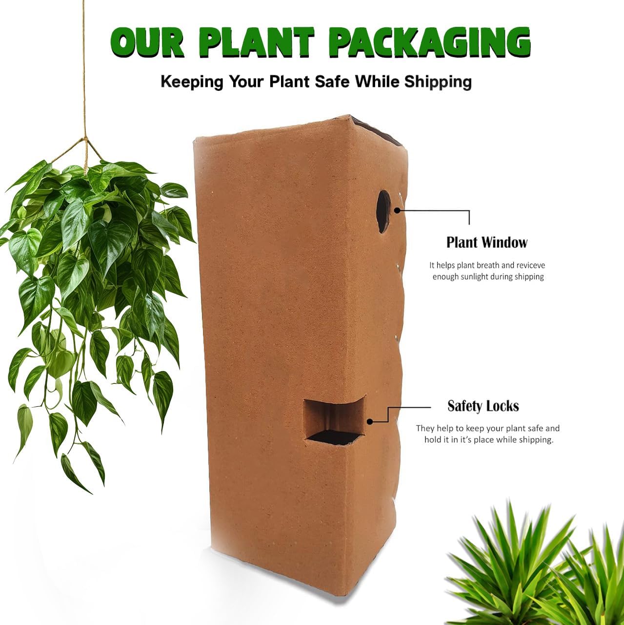 Pear babugosha dwarf grafted live trees Naspati hybrid Pear Fruit Plant (Pack of 1)