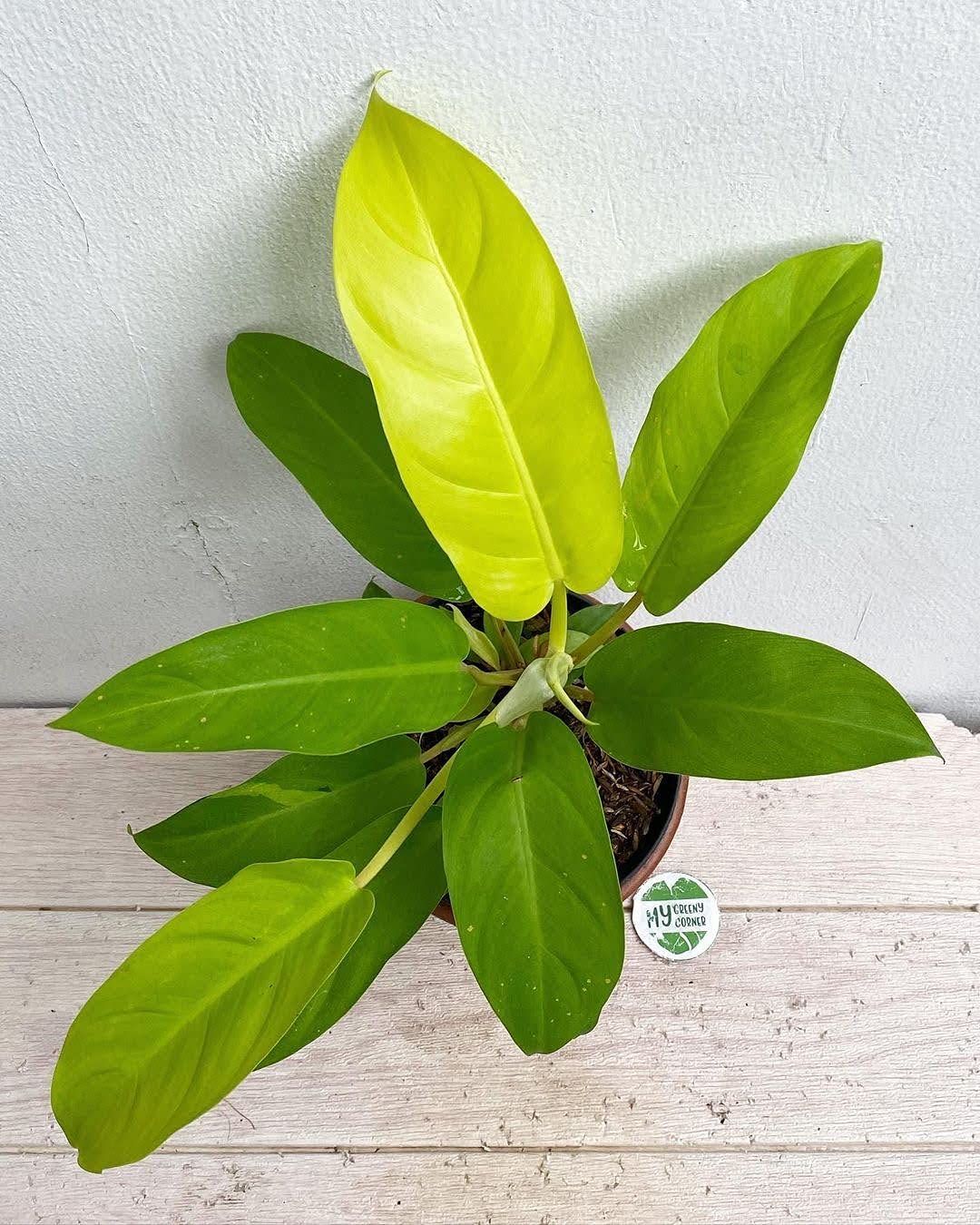 LittleJungle Philodendron Micans - Live Plant with 5.5 Inches White Decor Pot | Indoor Plants For Home | Live Plants Indoor | Air Purifying Plant | Live Plant With Pot For Home Decor |