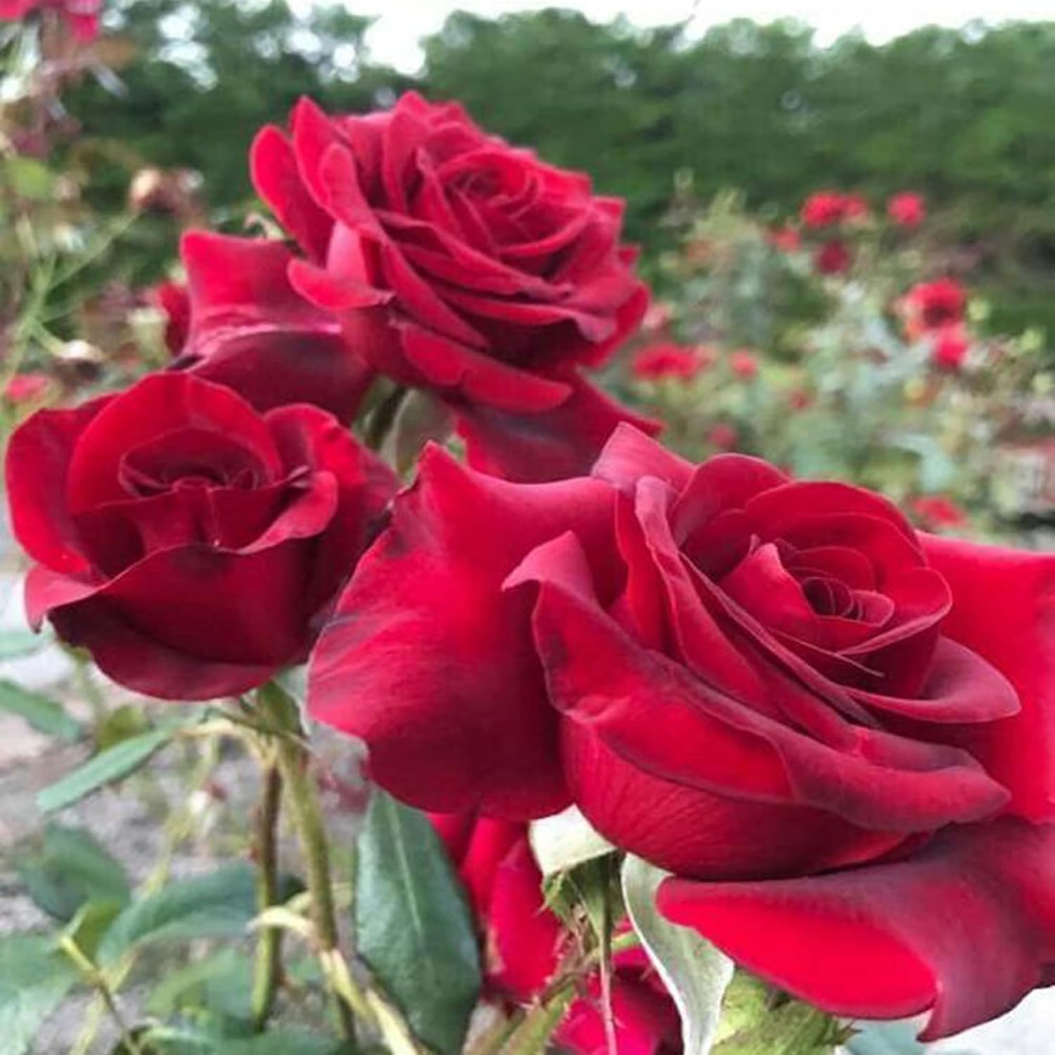 Red King Of Rose Fragrant Flower Live Plants & Tree(1-2 Feet Size)