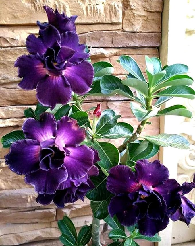 Seeds Ville Grafted Rosy Adenium Desert Rose Plant Multi Petal