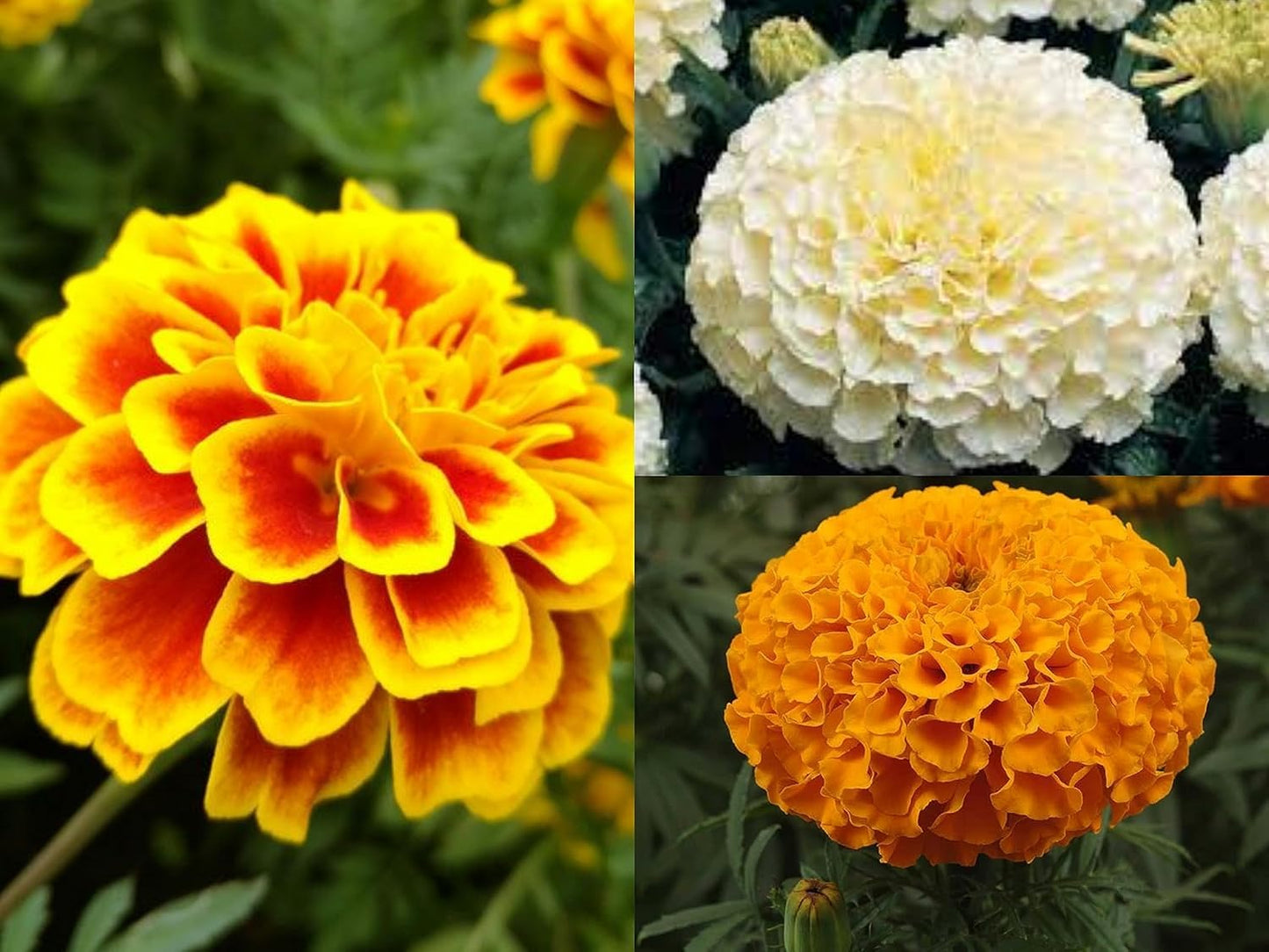 Low Maintenance Hybrid Flower Seeds Combo Pack- All Year Flower Seeds Supply (15 VARIETIES) - Seeds Ville