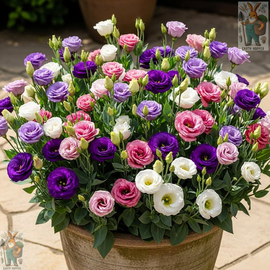 50+ SEEDS Lisianthus Flower Mix Colors Seed Pack, Easy Care & Fragrant & Air Purifying for Indoor & Outdoor Gardening - Seeds Ville
