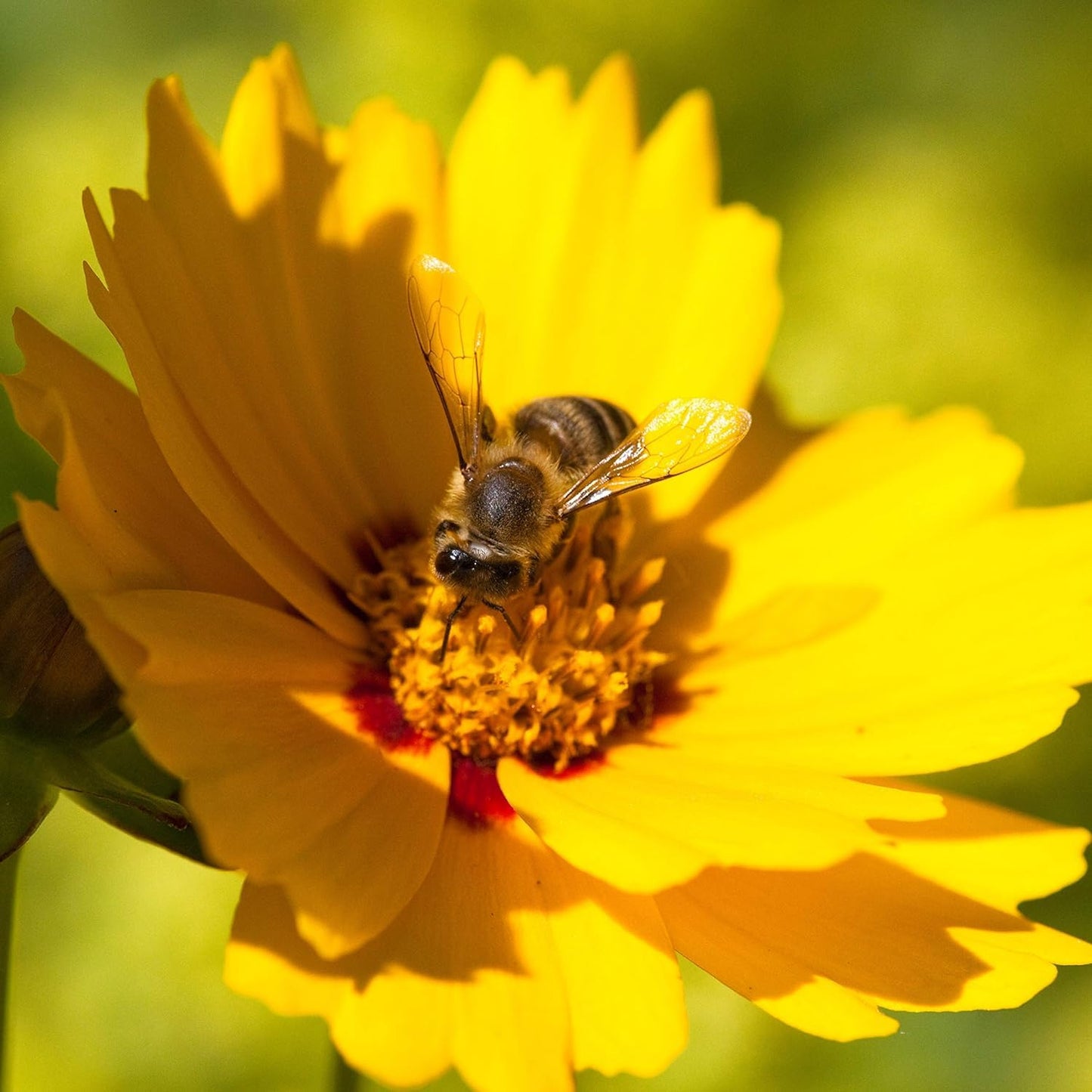 50+ Seeds- Tickseed Lance-leaved Coreopsis Heat & Drought Tolerant Wild Flowers