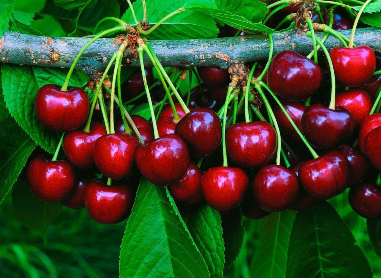 CHERRY PLANT GRAFTED - Fruit Tree - Live Outdoor Garden Plant