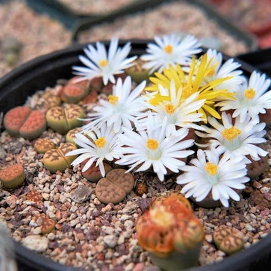 50 Seeds- Lithops Mix Living Stones Desert Rock Plant Seeds For Sowing Home Garden- Grow Indoor & Outdoor Both