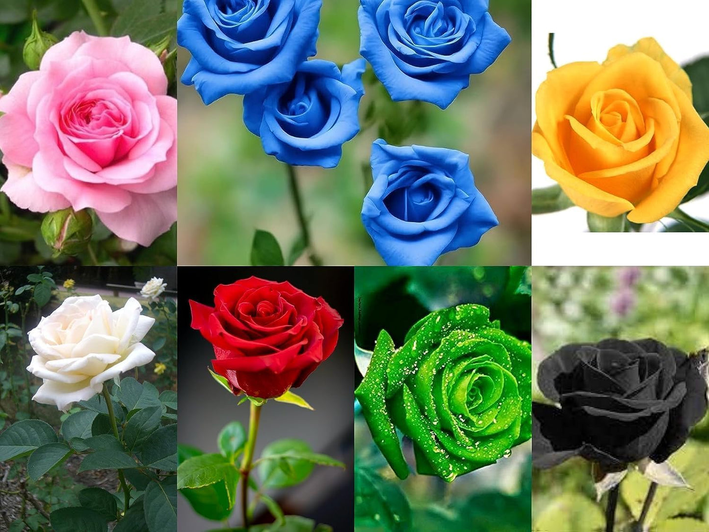 NooElec Seeds India 7 Multicolor Rose Gulab Flower Seeds, 140 Seeds (Red, Blue, White, Black, Green, Pink, Yellow 20 Seeds Each) - Seeds Ville