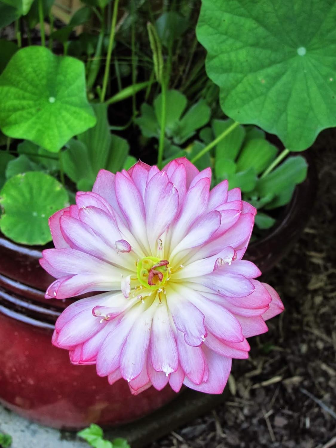 Botan Seed 15+ SEEDS- Momo Botan Lotus Flower Seeds For Planting Home Garden ...