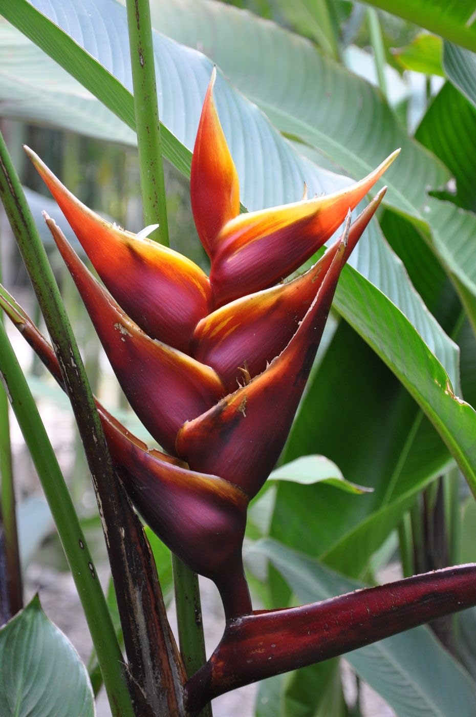 Seeds Ville Heliconia Imported Flower Bulbs Pack of 2