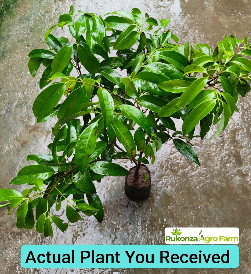 Muzaffarpur Shahi Litchi Hybrid Plant - Dwarf Air Layered All Season Sweet Topical Rare Lychee 1 Live Tree, Height 2-3 feet, Fruit After 1-2 Years