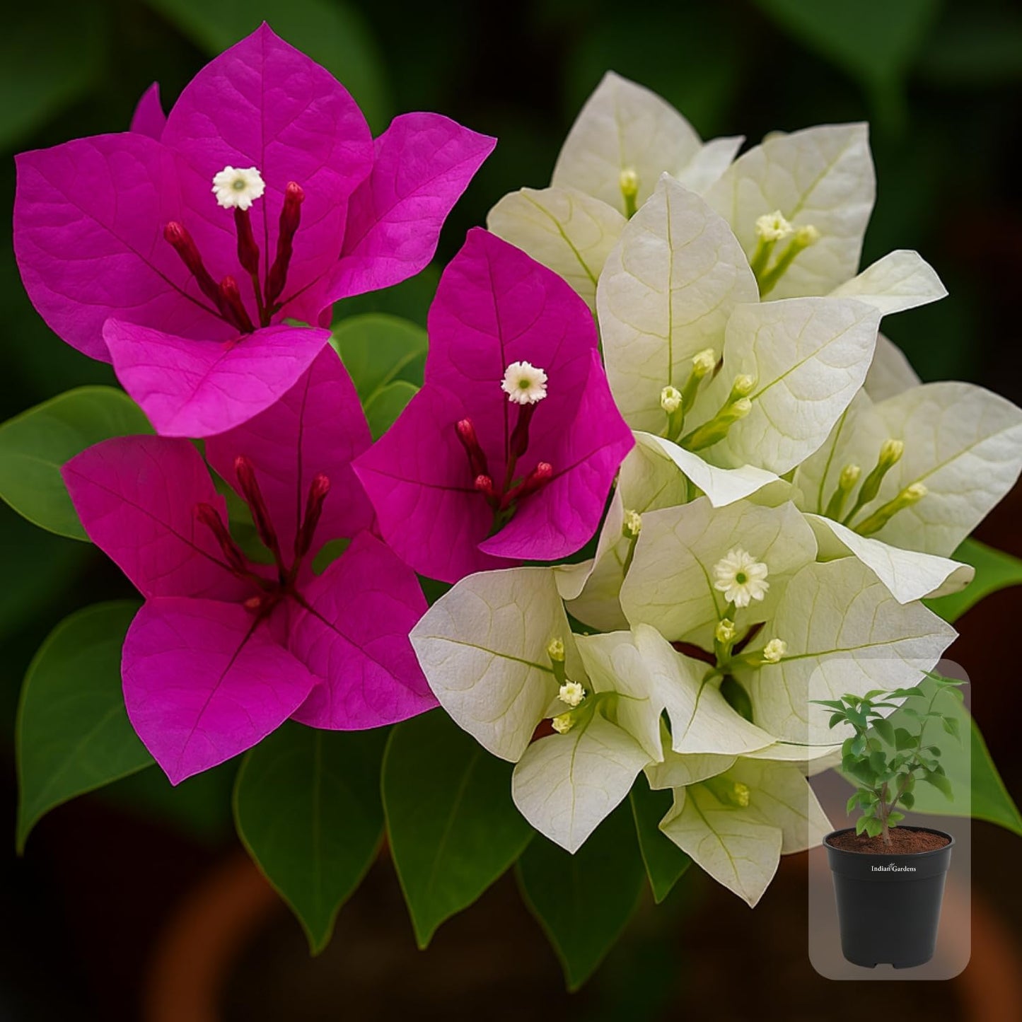 Indian Gardens - Bougainvillea Glabra live plant | Indoor & Outdoor Plant | Nyctaginaceae | Paper Flower (Yellow, 6" Terracotta)