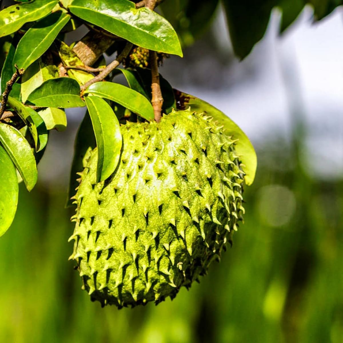 Live Soursop Tree - Cancer/Supuro/Laxman Fal Plant - 2-3 Feet Height, Fast-Growing Tropical Fruit Plant, Indoor/Outdoor, Fruit in 1.5-2 Years..