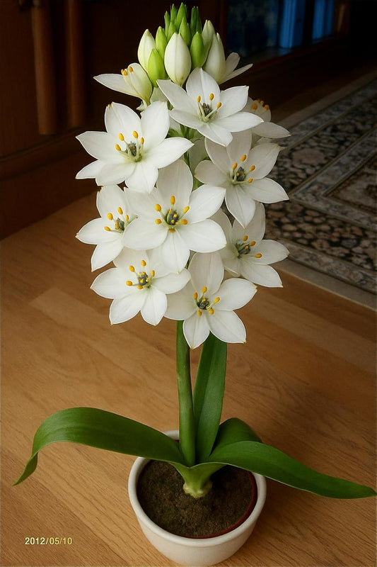 SVG® Ornithogalum Chinchirinchi Flower Bulbs Imported Variety Pack of 5 bulbs (WHITE)