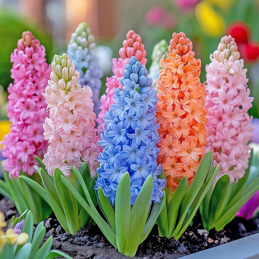 Radha Krishna Agriculture® Imported mixed colours Hyacinth Flower Bulbs for Home and Gardening (PACK OF 1 BULB)