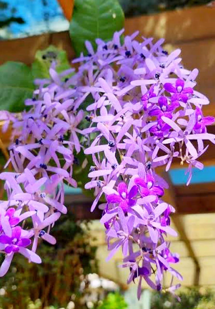 Seeds Ville Petrea Volubilis Flowering Vine Purple Pack of 1