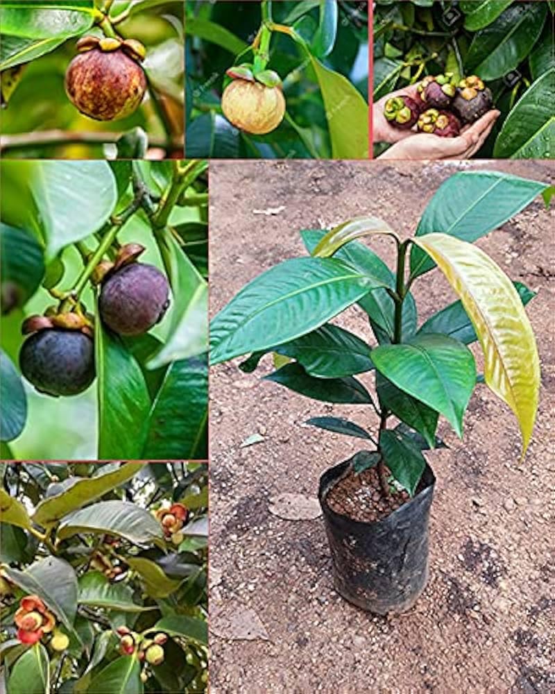 Original Mangosteen Plant Pack of 2, Live and Healthy, Easy Care, Fast Growing, Fruit After 1-2 Years