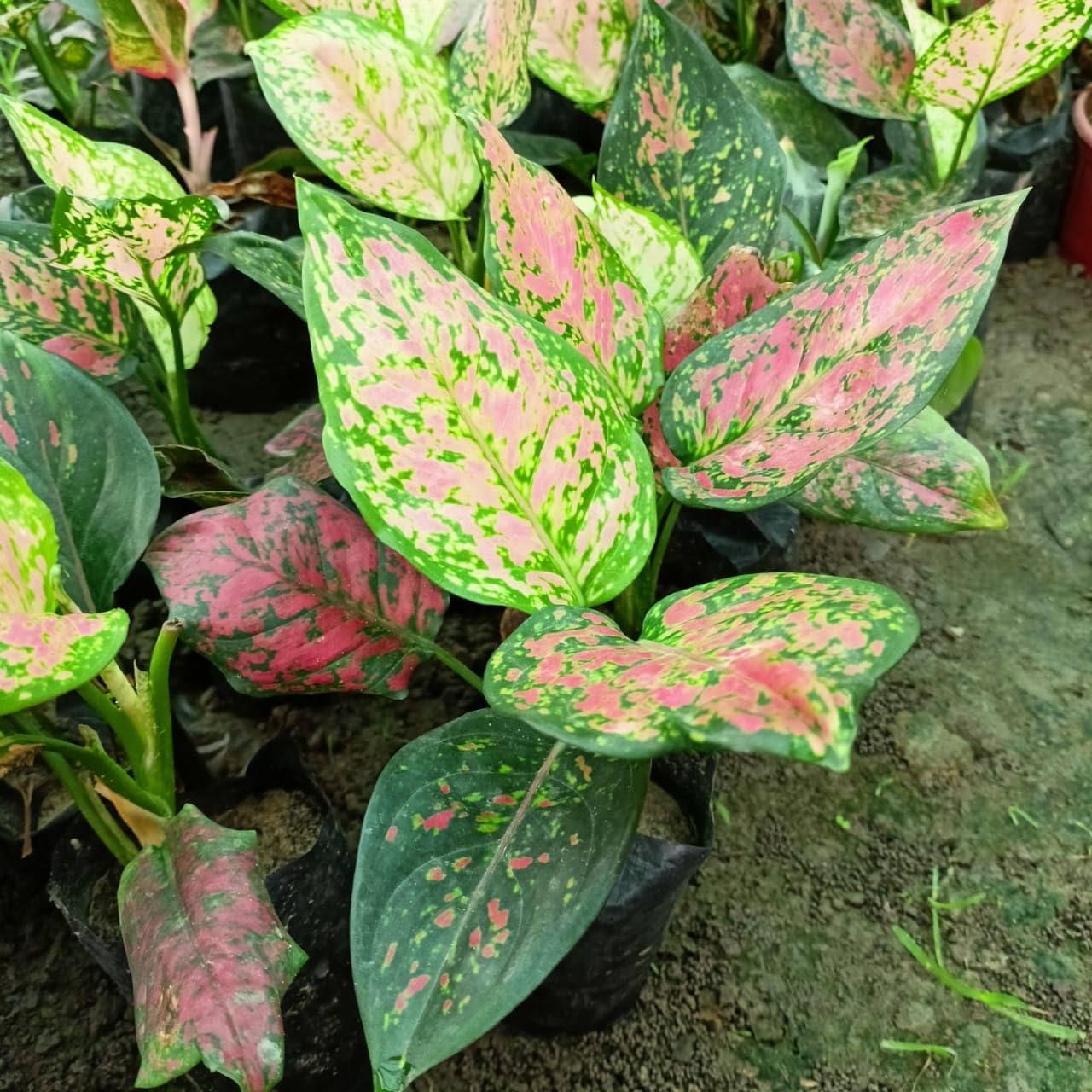 RED AGLAONEMA LIVE PLANT-a1 - Seeds Ville