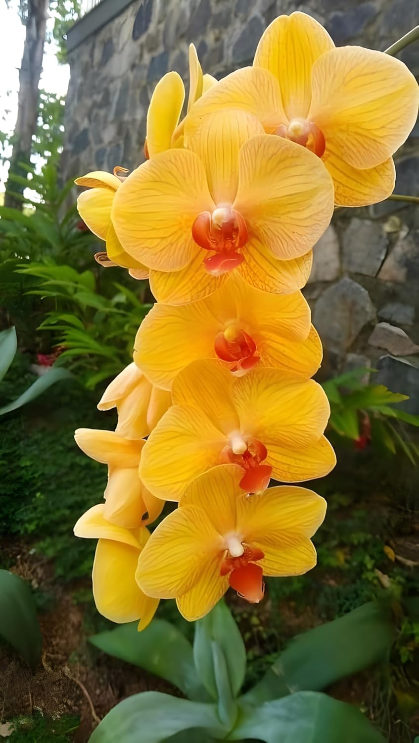 Rare Yellow Orchid Live Plant, Dendrobium Variety, 1 Pack