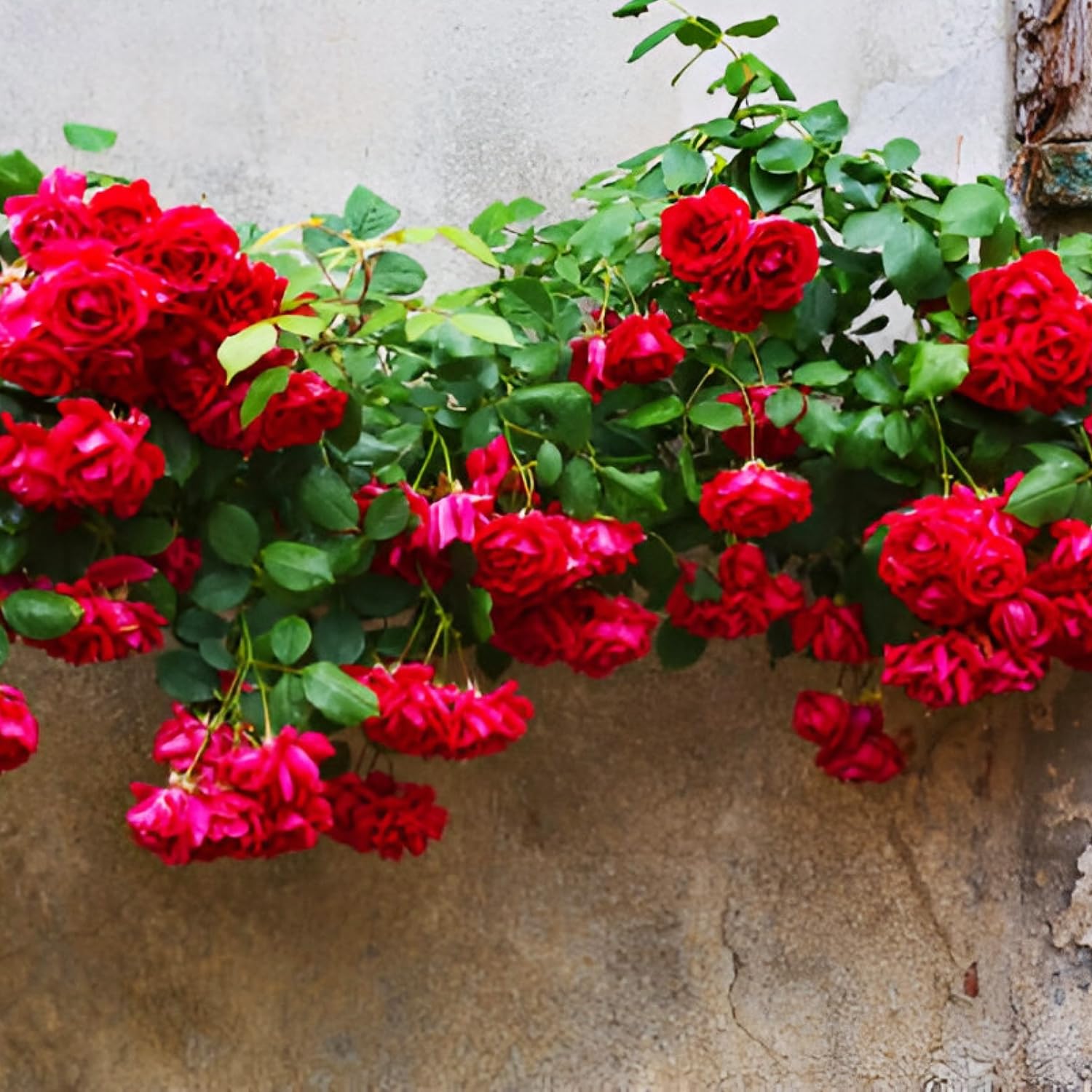 Imported Hybrid 5 different variety Colour Of Climbing Rose Flower Seeds(Red,Yellow,Dark Pink,Pink,White)(Each 50 Total 250 Seeds)