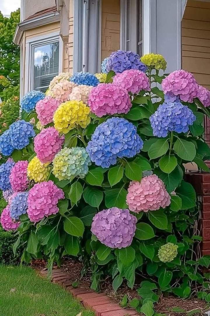 Super Bushy Hydrangea macrophylla Multicolor |1 Live Healthy Plant |Reblooming Bigleaf Hydrangea Shrub | Perfect for Containers Indoor/Outdoor Home Gardening