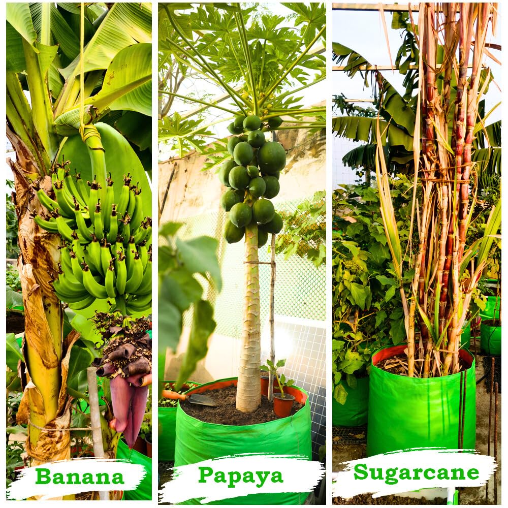 Seeds Ville HDPE Grow Bag for Fruit Trees 61x61 cm